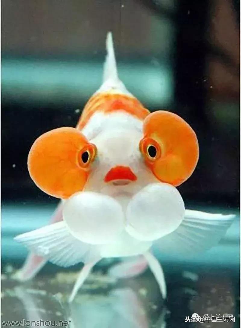 生命力最大的金鱼品种有哪些,十大最好的金鱼品种