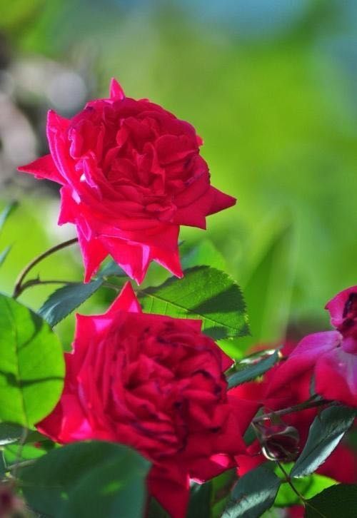 手机壁纸玫瑰花高清图片全屏,三枝玫瑰花一只手手机全屏壁纸