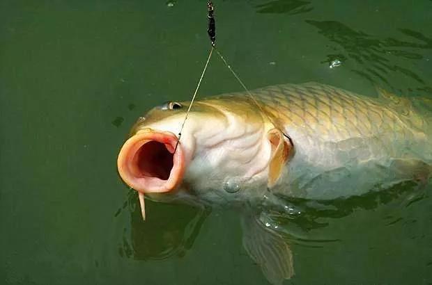 标准的两个钩的距离是多远,1.5到2个钩距是多少厘米