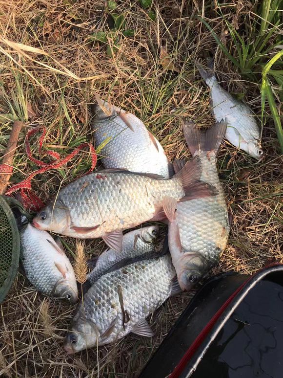 冬季钓鱼诱鲤鱼秘方,春季钓鱼如何诱鱼