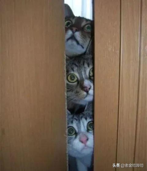 猫咪偷看我洗澡,猫为何喜欢偷看人洗澡