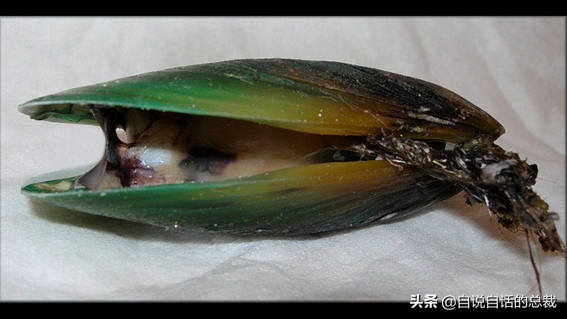 蚬蚌蛏的区别是什么,蚶子蛤蜊蚬子区别