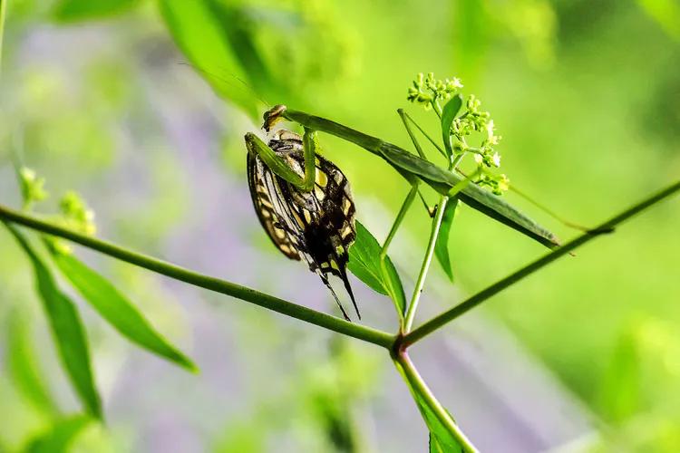 鎽勫奖鐜╁澶ф渤娑ㄦ按铻宠瀭鎹曡潐,铻宠瀭鎹曡潐灏忓搧