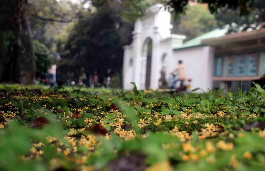 一入秋苏州成姑苏,秋色一入秋苏州就成了姑苏