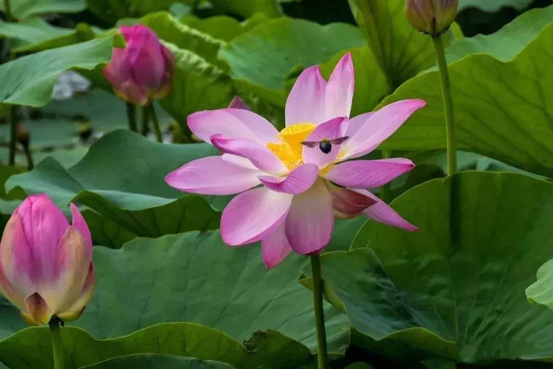 中国著名赏荷胜地,中国最著名的十大赏荷地