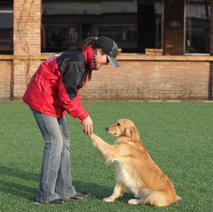 导盲犬没有勋章视频,可以当导盲犬的有哪几种狗狗