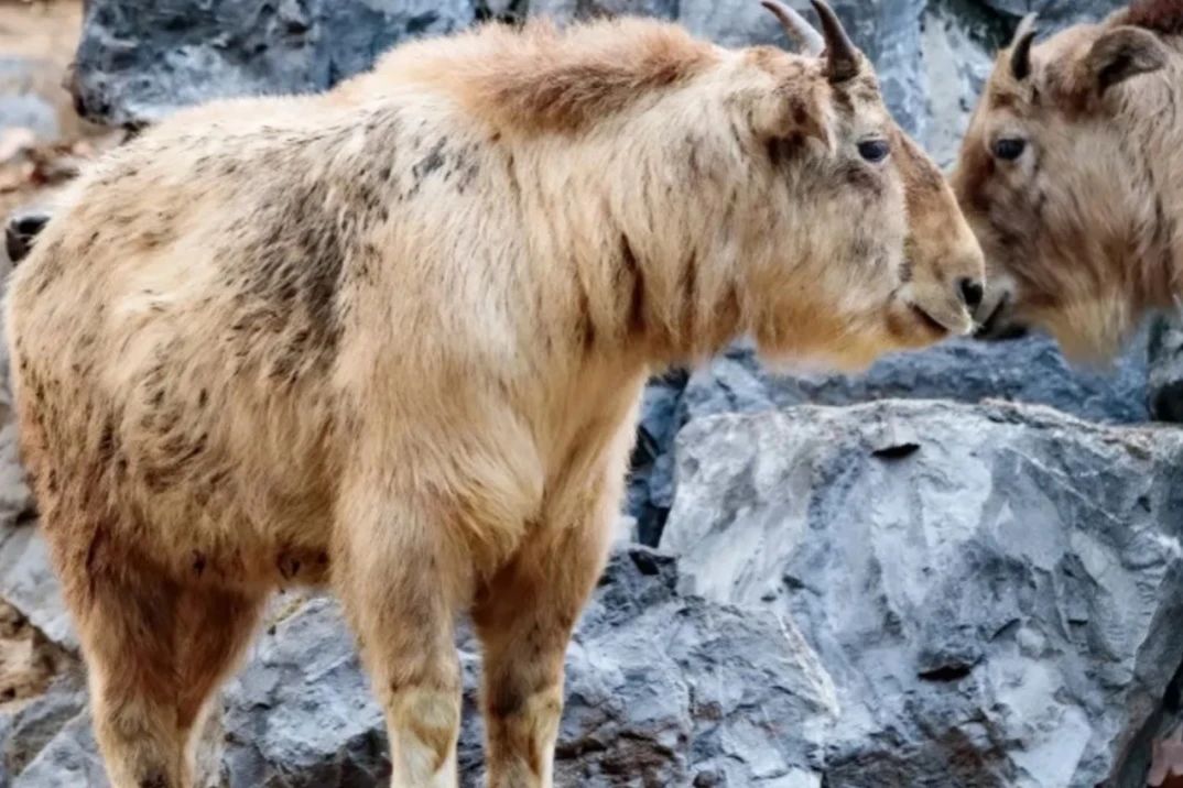 上海的热搜,最近热搜的上海