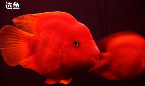 鹦鹉鱼一定要喂饲料才能红吗,鹦鹉鱼吃什么加红饲料好