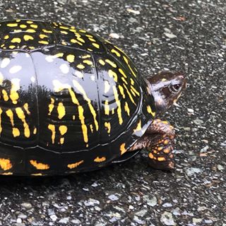 黄缘闭壳龟和东部箱龟谁的成体大,黄缘和箱龟哪个互动性更好