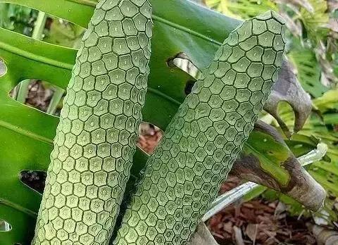 世界上七大罕见水果叫什么名字,世界十大罕见水果排行