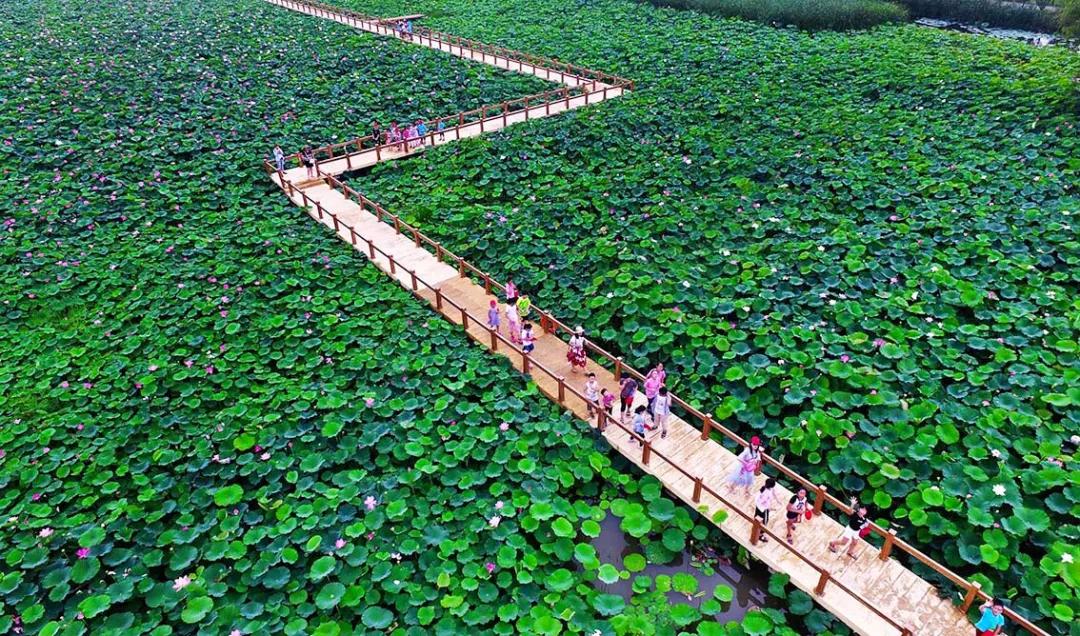 夏季最美荷花在哪里,山东最漂亮的荷花