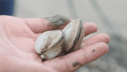 央视高清视频：东台品鲜