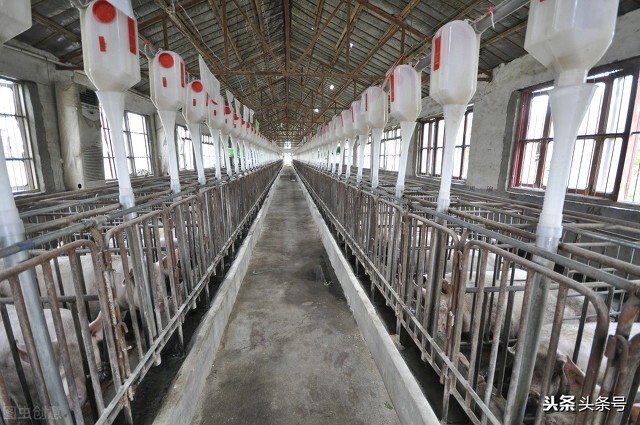 牛输精难穿过子宫颈,子宫颈细怎么输精