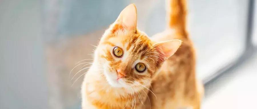 从十四万家咖啡馆中脱颖而出，猫咖是如何让人上瘾的？