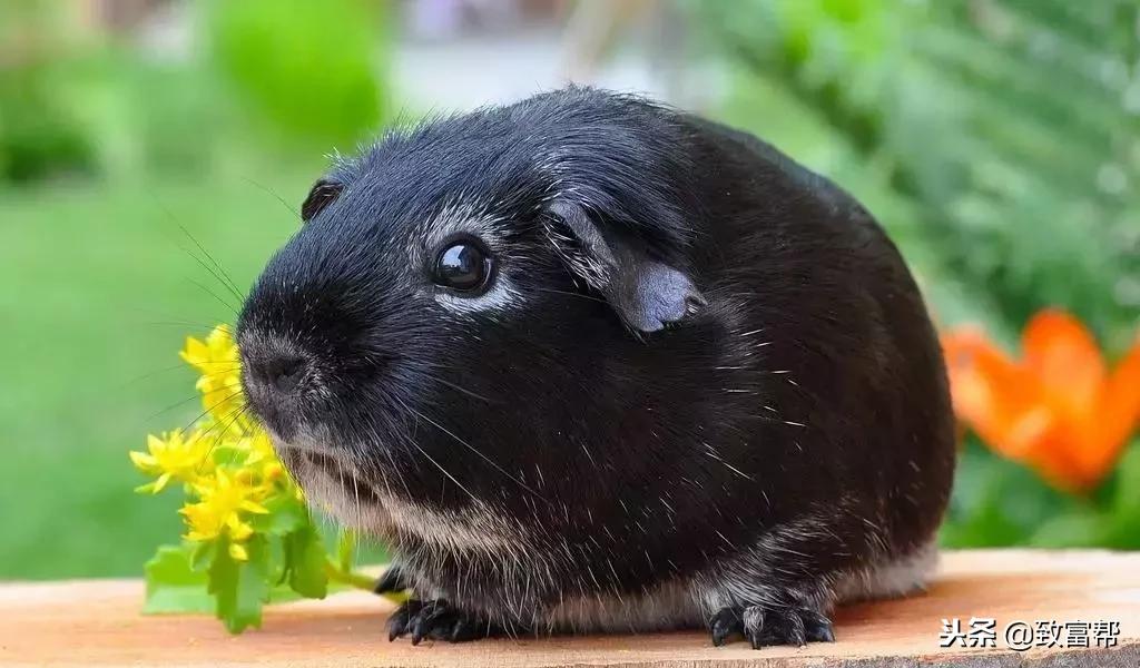 什么东西养殖效益最高呢,什么东西养殖快收益高