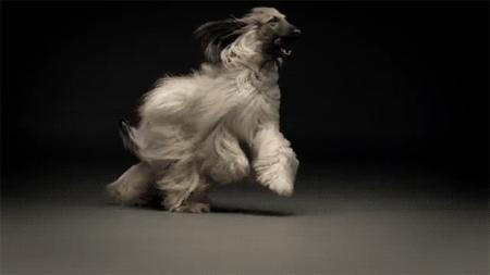 适合出门拉风的狗,几种出门最让人受欢迎的狗狗