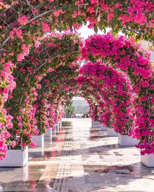 深圳花海公园地址在哪里,深圳中心河公园花海