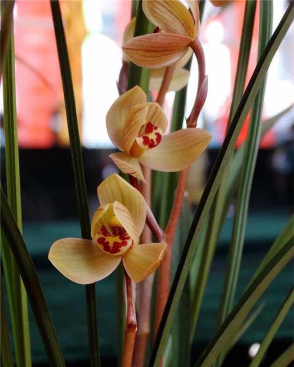 云南保山莲瓣兰姹紫嫣红,云南保山细叶莲瓣兰细节图