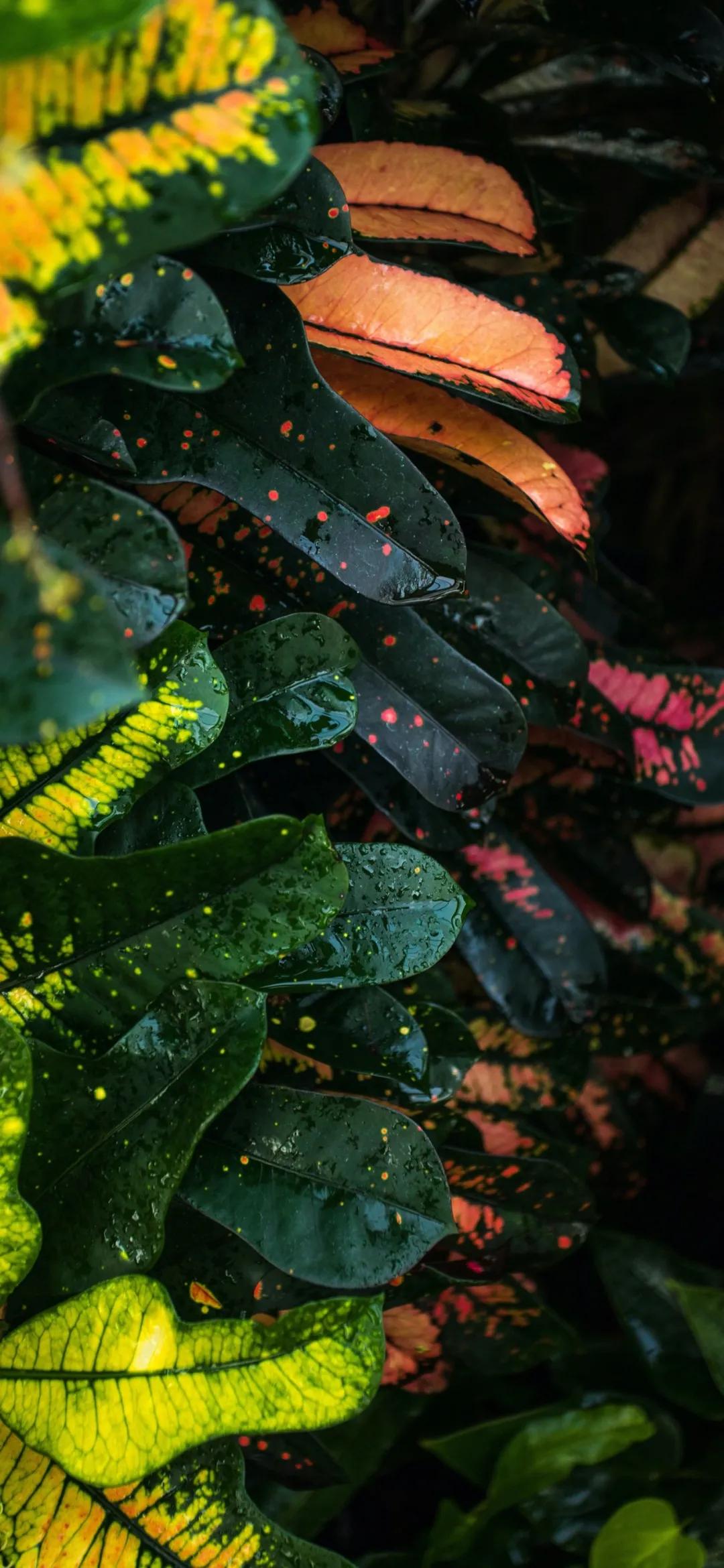 文艺素雅治愈植物手机壁纸,唯美治愈系手机壁纸植物