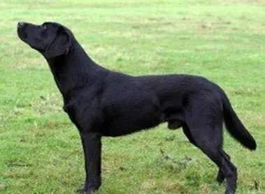 世界拉布拉多犬冠军,世界上最大的纯种拉布拉多成年犬