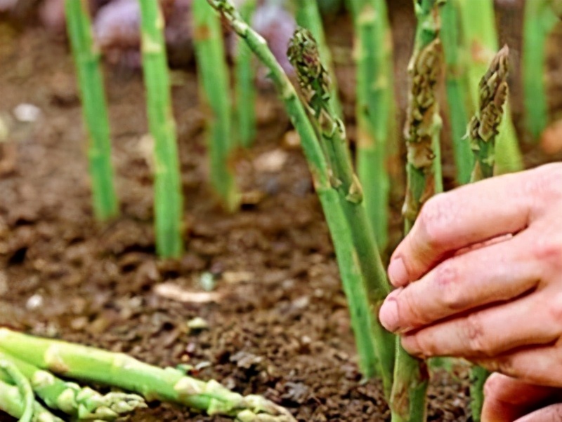 芦笋种植技术,芦笋种植技术全过程