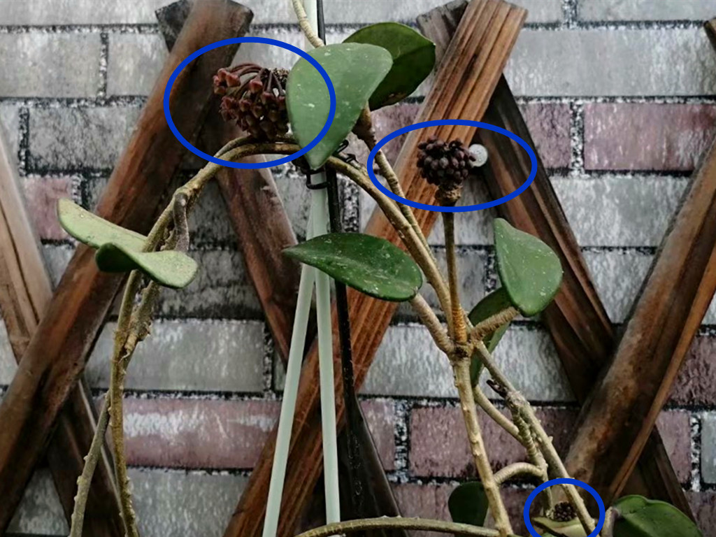 球兰开花的正确方法,球兰花开几天就败了