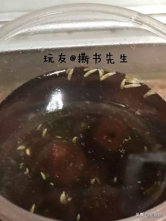 放了2年的凤眼，翻出来，虫子能组一个篮球队了