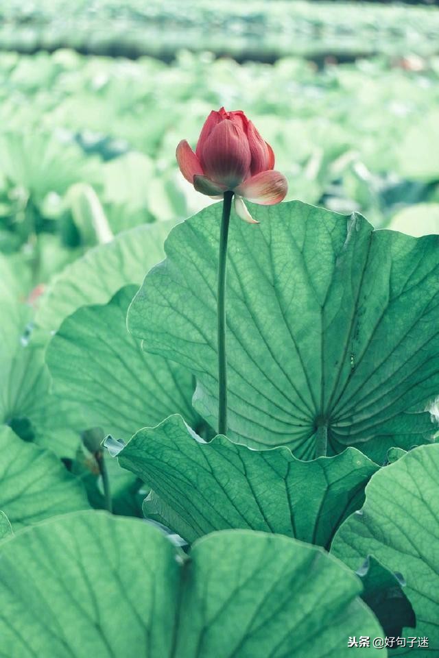 佛说爱情经典句子佛语禅心,佛家关于放下爱情的句子