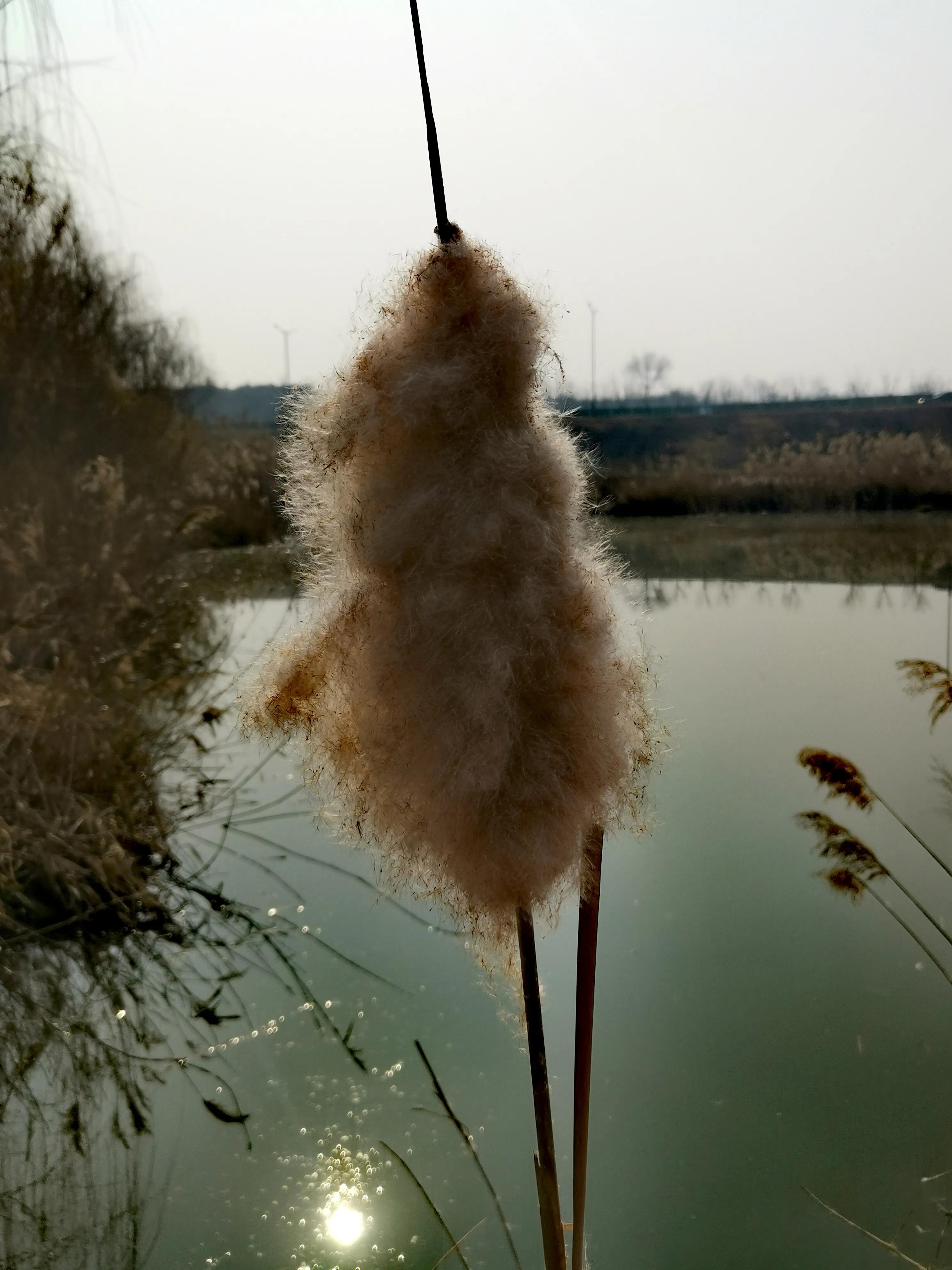 大年初一逛栎阳湖湿地公园，柳色遥看近吐绿，春归石川河！