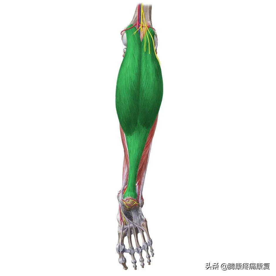 小腿膝关节疼痛是什么原因,小腿窝疼痛是什么原因导致的