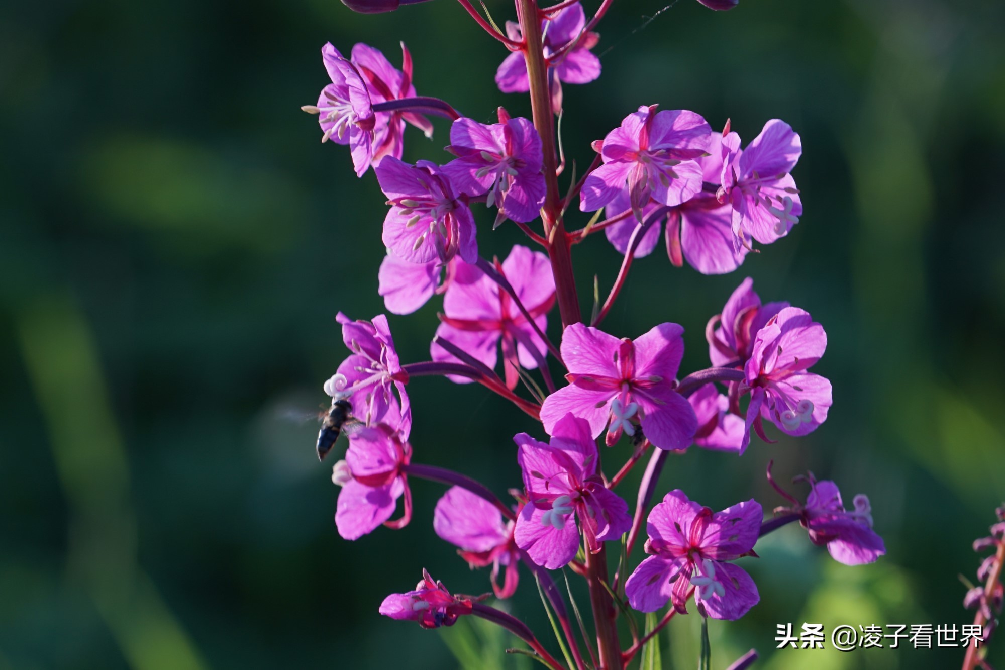 逃离北京40度高温，房山享用22度清凉，看银狐，逛古街吃铁锅炖