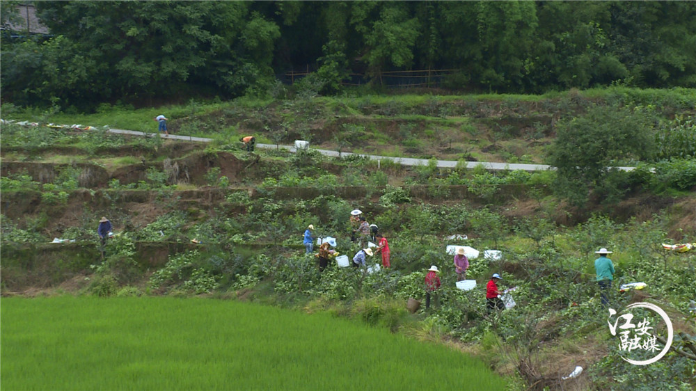 江安县阳春镇凤凰村：漫山遍野花椒香为民铺就致富路