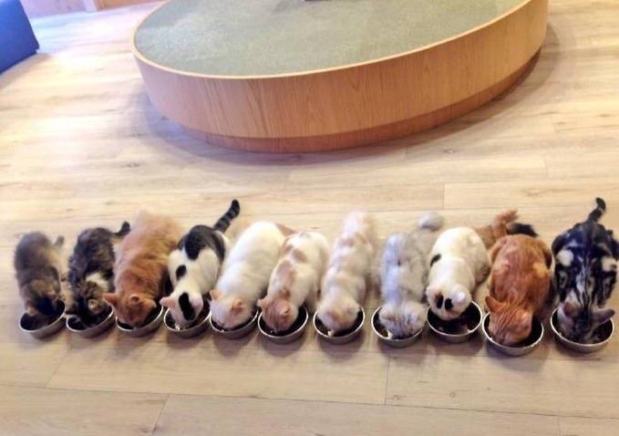 猫咪铲屎官的居家养猫和防护心得,该如何挑选健康的小猫咪