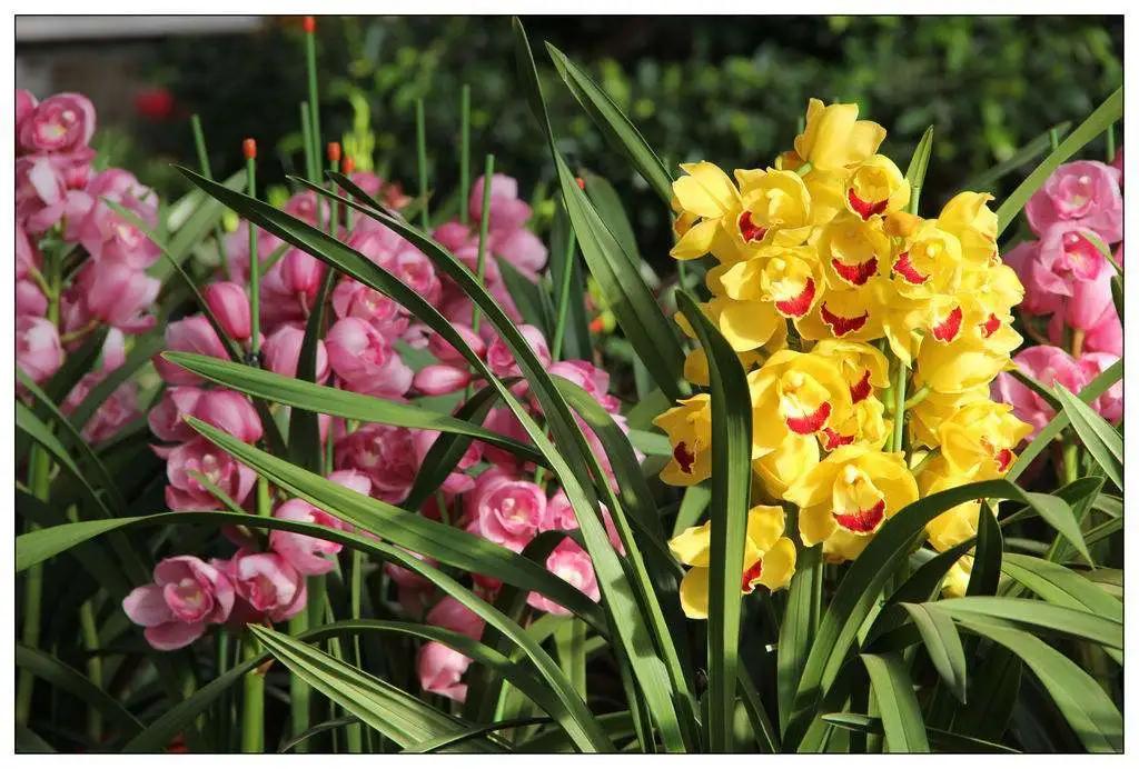 花店三八妇女节如何爆单,花店实用小技巧分享