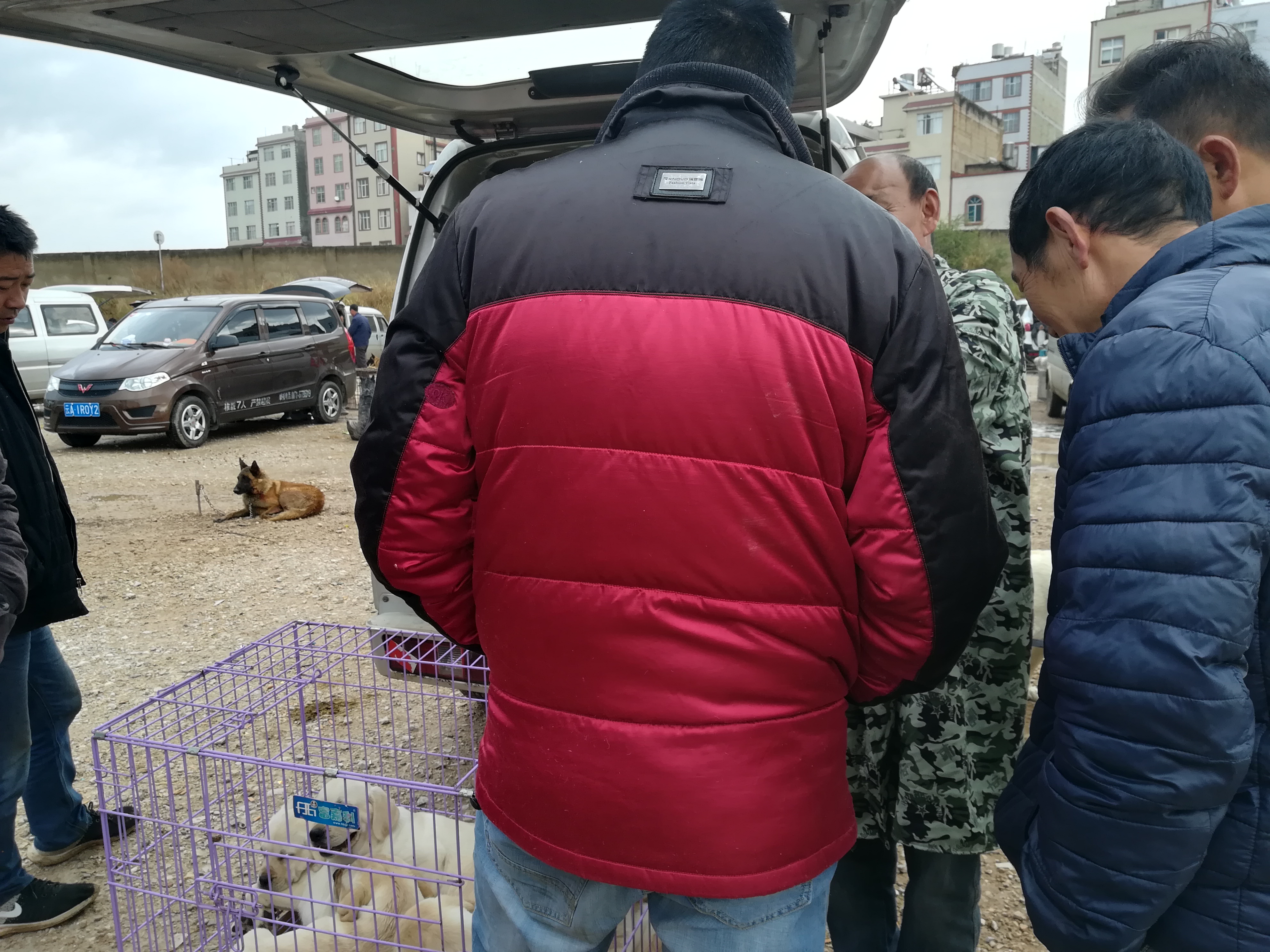 宠物市场拉布拉多卖多少钱一个,狗市上花1000元买拉布拉多