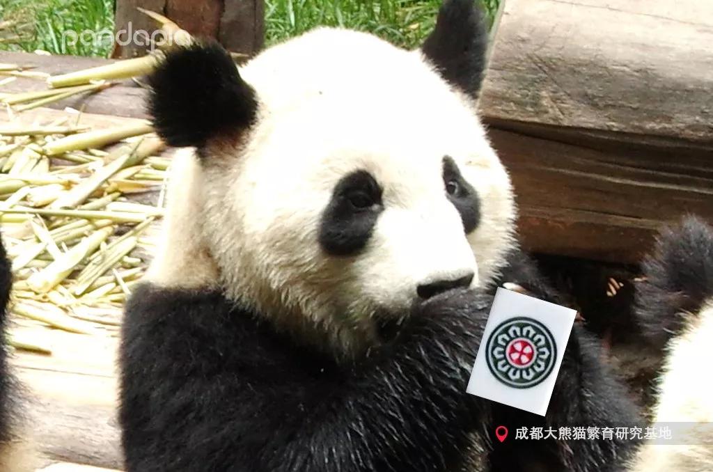 四川熊猫麻将怎么打,打熊猫麻将的诀窍