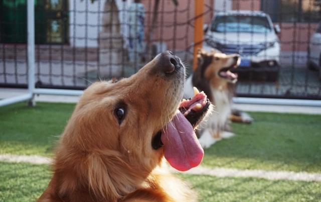 金毛被卖到肉店,金毛丢失重逢