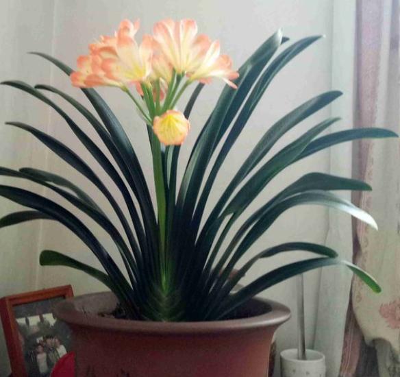 君子兰怎么养护和施肥施什么肥料,养好君子兰的施肥方法