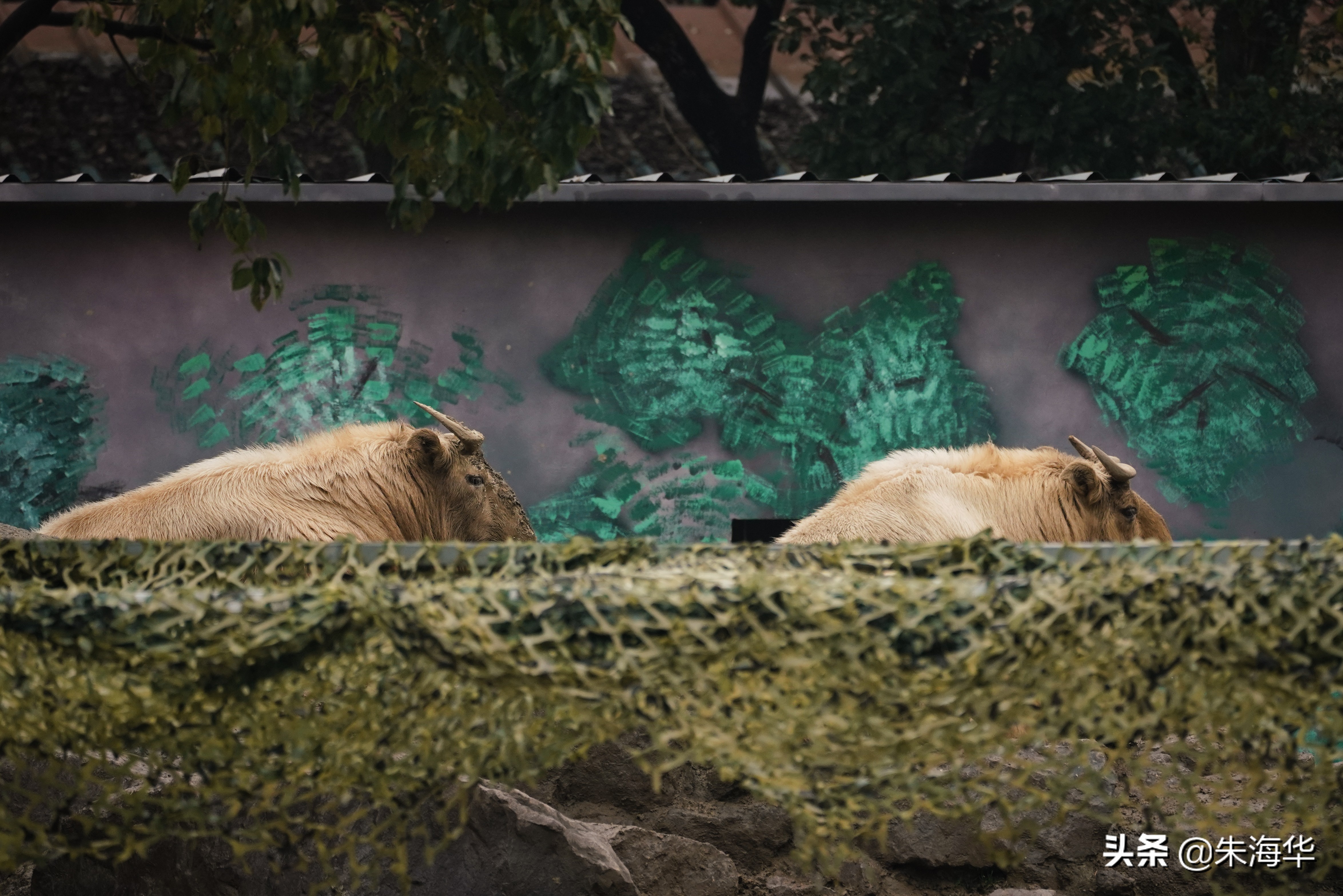 镜头记录：“它们”和我们