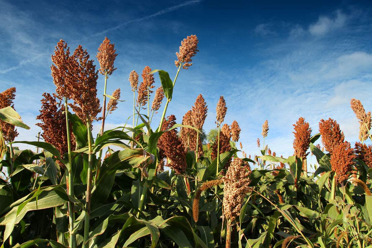 高粱的种植需要防治哪些病虫害,高粱生长过程中易发生哪些病虫害