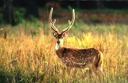 梅花鹿和马鹿的鹿茸效果一样吗,梅花鹿和马鹿茸哪个效果好