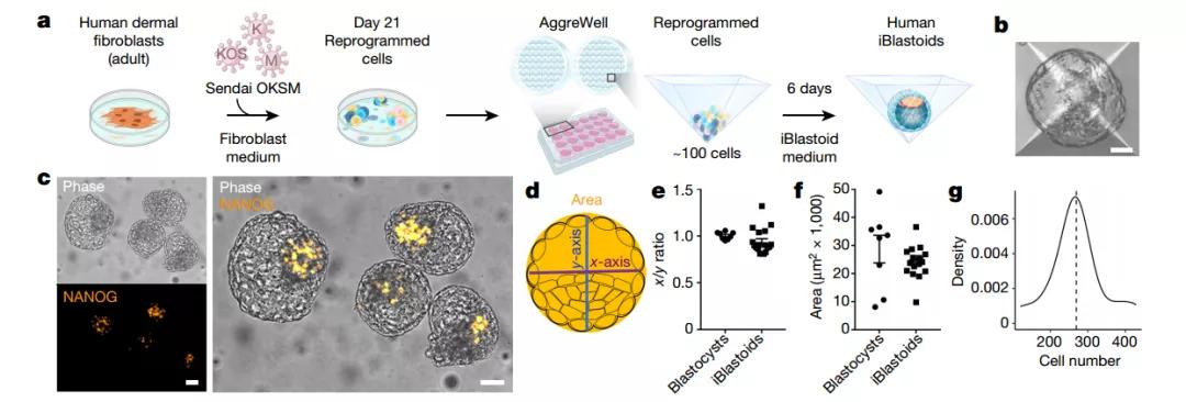 为何不孕流产？人类囊胚模型或许能解答