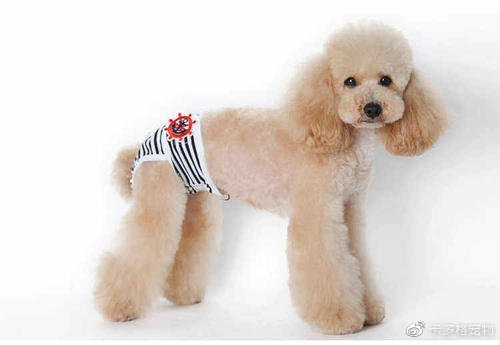 狗狗生理期还可以遛狗吗,狗狗生理期肚子会痛吗