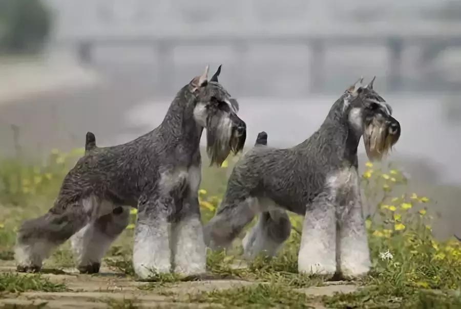 乖巧可爱的柴犬狗品种大全,爱蹦迪的柴犬狗品种有哪些