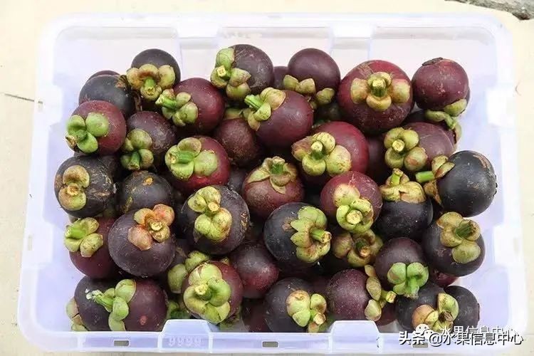 海南水果都有哪些品种图片及名称,海南水果上市时间表赶快收藏吧