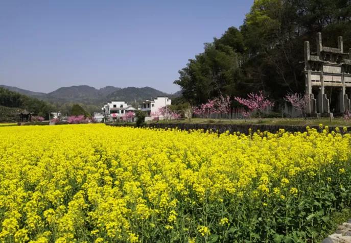 黄山踏青油菜花图片,黄山油菜花景观进入最佳观赏期