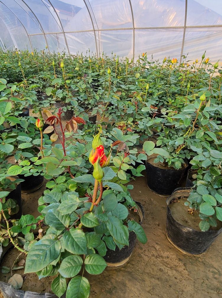 月季基地最美,常州最大月季基地