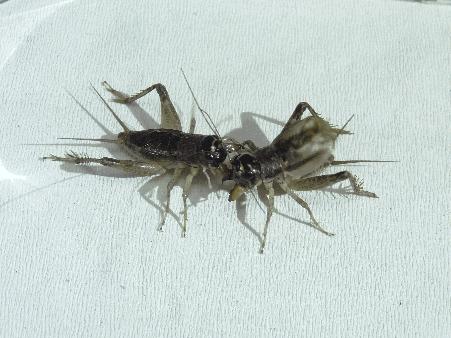 鸣虫油葫芦蝈蝈的区别,鸣虫示范蝈蝈蟋蟀油葫芦