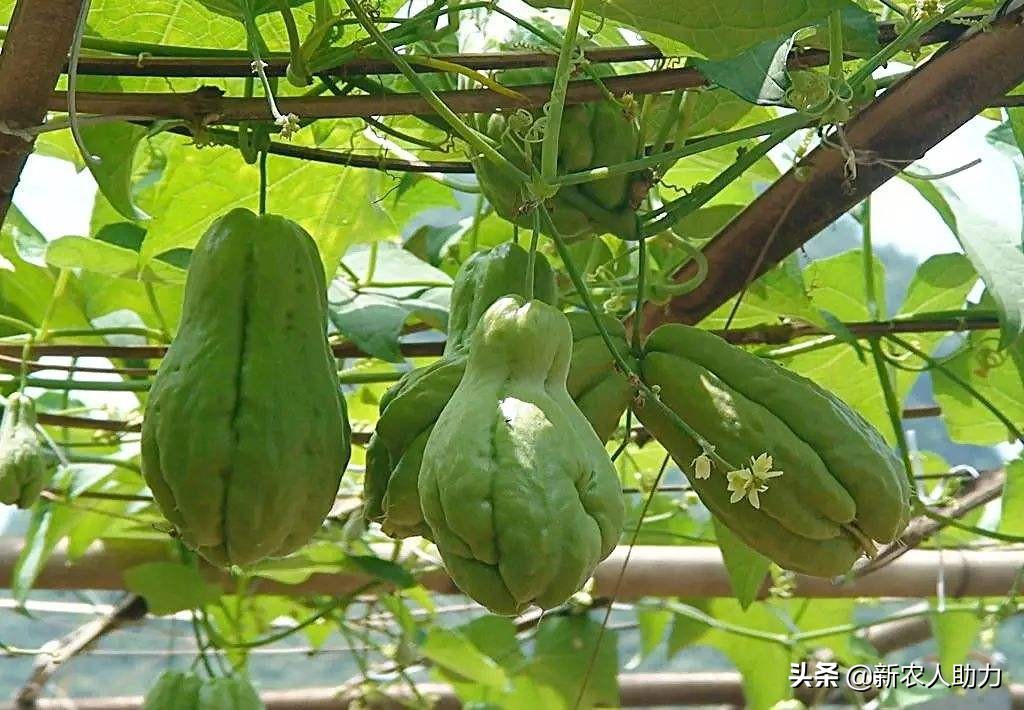 佛手瓜的冬季保存方法和怎样种植,佛手瓜怎么种植大头朝下还是朝上