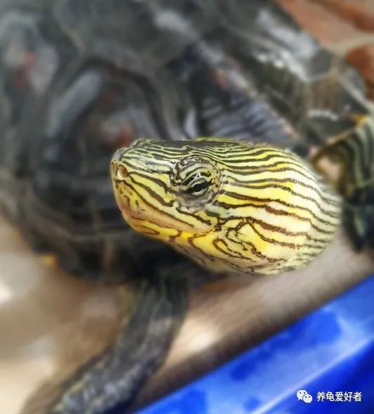 龟粮选择,剃刀龟龟粮选择